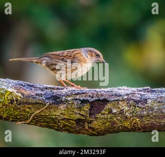 Keine Ahnung im Cotswolds Garden Stockfoto