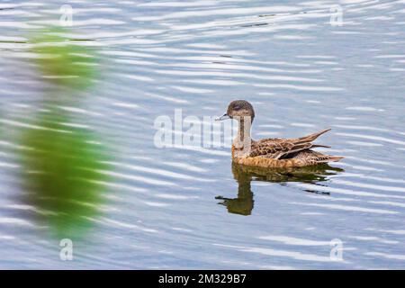 Grünflügelblaugrün; Ente; Dease Lake; am Stewart-Cassiar Highway; British Columbia; Kanada Stockfoto