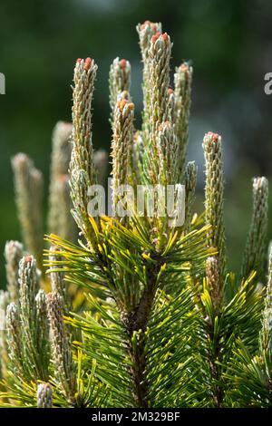 Pinus mugo Pine, Pinus mugo „Winter Gold“ Pinus WinterGold Stockfoto