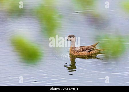 Grünflügelblaugrün; Ente; Dease Lake; am Stewart-Cassiar Highway; British Columbia; Kanada Stockfoto