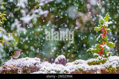 Dunnock in der Weihnachtsszene Stockfoto