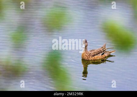 Grünflügelblaugrün; Ente; Dease Lake; am Stewart-Cassiar Highway; British Columbia; Kanada Stockfoto