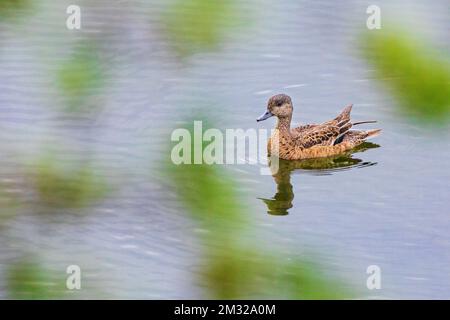 Grünflügelblaugrün; Ente; Dease Lake; am Stewart-Cassiar Highway; British Columbia; Kanada Stockfoto