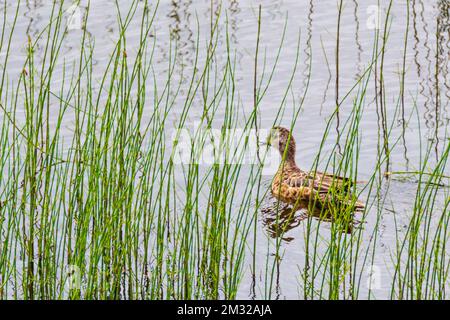 Grünflügelblaugrün; Ente; Dease Lake; am Stewart-Cassiar Highway; British Columbia; Kanada Stockfoto