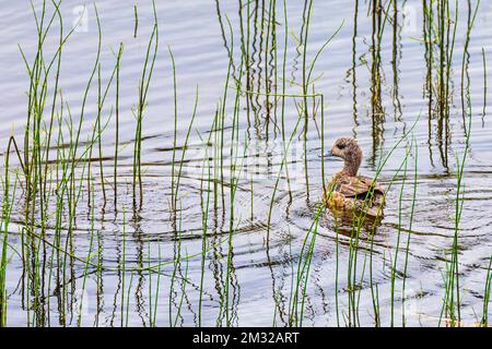 Grünflügelblaugrün; Ente; Dease Lake; am Stewart-Cassiar Highway; British Columbia; Kanada Stockfoto