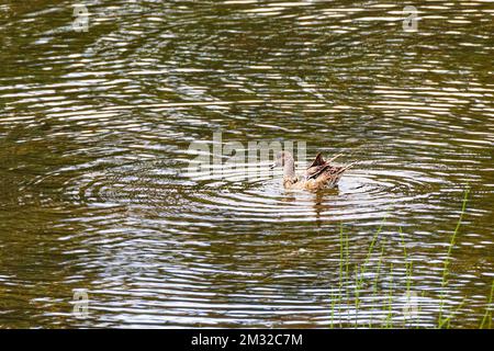 Grünflügelblaugrün; Ente; Dease Lake; am Stewart-Cassiar Highway; British Columbia; Kanada Stockfoto