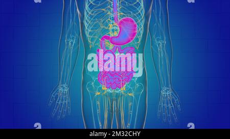 Die menschliche Magenanatomie für die medizinische Konzeptdarstellung 3D Stockfoto