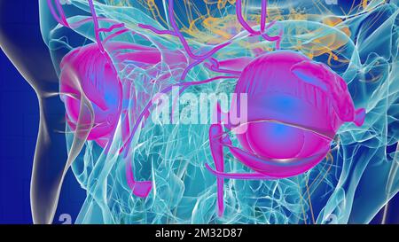 Menschliche Augenanatomie zur medizinischen Konzept-3D-Illustration Stockfoto