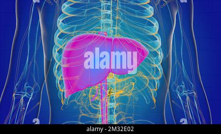 Leberanatomie für die medizinische Konzept-3D-Illustration Stockfoto