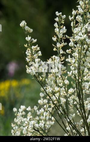 Warminster Besen, Cytisus x praecox „Albus“ Blooming Stockfoto