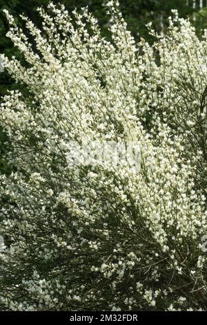 Warminster Besen, Cytisus x praecox „Albus“, Besen, Frühling, Weiße Blüten Stockfoto