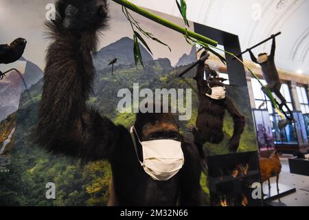 Das Abbildungsbild zeigt einen Affen, der eine Mundmaske trägt, während eines Besuchs im Königlichen Museum für Zentralafrika in Tervuren, Freitag, den 15. Mai 2020, das sich auf seine Wiedereröffnung nächste Woche vorbereitet. Belgien befindet sich in der neunten Woche der Eindämmung in der anhaltenden Coronaviruskrise, verschiedene Bereiche des öffentlichen Lebens öffnen sich allmählich wieder. BELGA FOTO LAURIE DIEFFEMBACQ Stockfoto