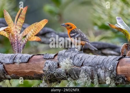 Ein leuchtend orangefarbener, flammenfarbener Tanager, hoch oben auf einem Zweig im Regenwald Costa Ricas. Stockfoto