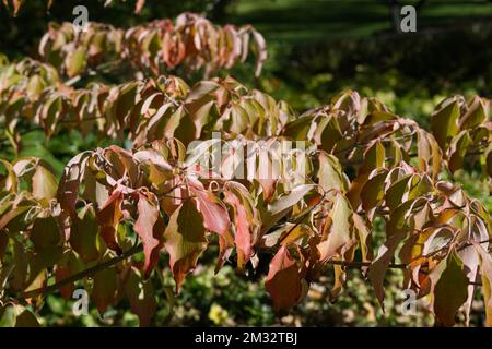 Buntes Herbstlaub von Dogwood Cornus Kousa Greensleaves im britischen Garten im Oktober Stockfoto