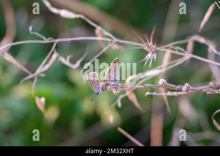 Zwei braune Argus-Schmetterlinge Arisia agestis sitzen von Angesicht zu Angesicht auf wilden Blumen Stockfoto