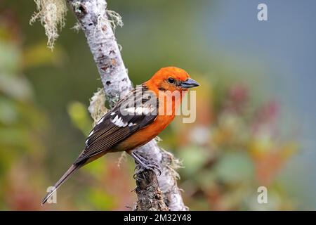 Ein leuchtend orangefarbener, flammenfarbener Tanager, hoch oben auf einem Zweig in Costa Ricas Wolkenwald. Stockfoto