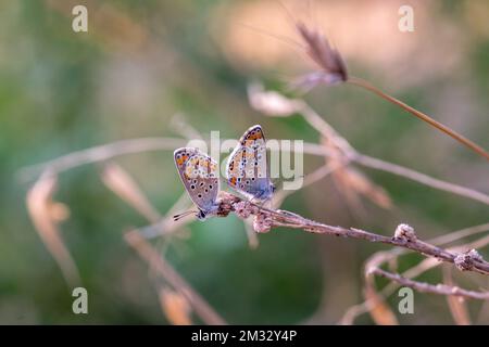 Zwei braune Argus-Schmetterlinge Arisia agestis sitzen von Angesicht zu Angesicht auf wilden Blumen Stockfoto