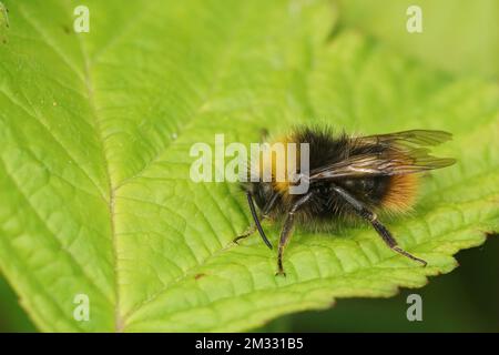 Natürliche Nahaufnahme auf einer bunten frühen Hummel, Bombus pratorum, ruht auf einem grünen Blatt Stockfoto