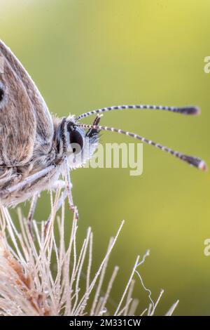 Extremes Makrobild des Kopfes eines Braunen Argus-Schmetterlings Arisia agestis, der auf einer Wildblume sitzt Stockfoto