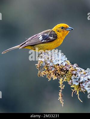 Ein flammenfarbener Tanager, hoch oben auf einem Ast am Fluss Tárcoles, Costa Rica. Stockfoto