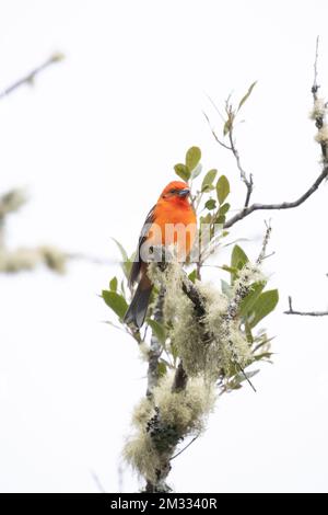 Ein leuchtend orangefarbener, flammenfarbener Tanager, hoch oben auf einem Zweig in Costa Ricas Wolkenwald. Stockfoto