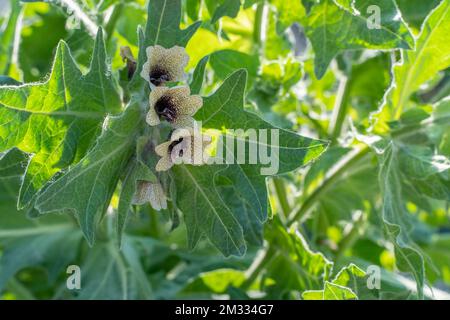 Belladonna Heilpflanze, Blumen und Blätter Nahaufnahme im Hintergrund. Atropa Belladonna ist ein lateinischer Name. Es wird als Schmerzmittel verwendet. Stockfoto