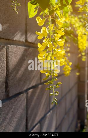 Blühende gelbe Akazien vor dem Hintergrund eines Steinzauns. Cassiafisteln gelber Blüten. Akazienblüten auf langem Ast. Nahaufnahme, selektiver Fokus Stockfoto