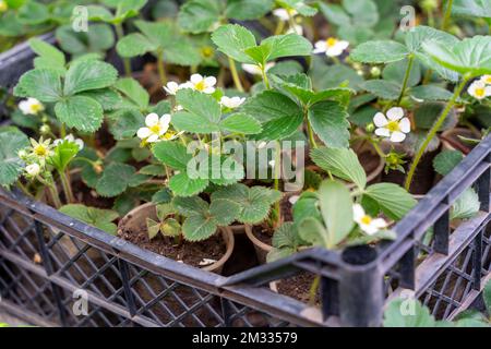 Junge Erdbeeren Pflanzen in der Box für die Pflanzung. Das Konzept der Ernte, Gartenarbeit, Hausgarten. Stockfoto