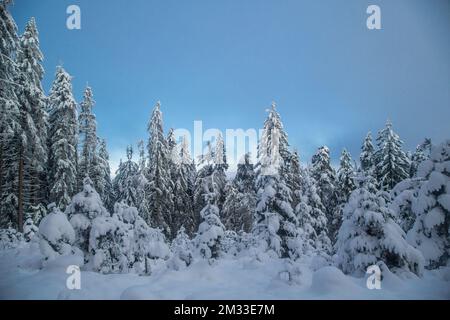 Wald im Mandelstein im Winter, Waldviertel, Österreich Stockfoto
