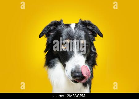 Hungriger Border Collie Dog, der seine Nase mit der Zunge verbindet und isst. Isoliert auf gelbem Hintergrund Stockfoto