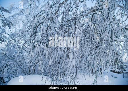 Eingefrorene Zweige eines Baumes, Mandelstein im Winter, Waldviertel, Osterreich Stockfoto