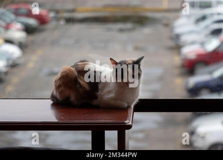 Schlafkatze über einem Tisch in der Nähe eines riesigen Fensters mit Parkplätzen und Autos im Hintergrund Stockfoto