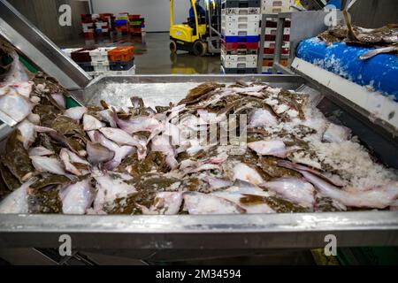 Das Bild zeigt die offene Aufschrei-Fischauktion (Vismijn - Visafslag - Minque) in Zeebrugge, Freitag, den 18. Dezember 2020. Mit dem bevorstehenden Brexit befürchtet der Fischereisektor ein No-Deal, das ernste Folgen hätte. BELGA FOTO KURT DESPLENTER Stockfoto