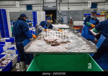 Das Bild zeigt die offene Aufschrei-Fischauktion (Vismijn - Visafslag - Minque) in Zeebrugge, Freitag, den 18. Dezember 2020. Mit dem bevorstehenden Brexit befürchtet der Fischereisektor ein No-Deal, das ernste Folgen hätte. BELGA FOTO KURT DESPLENTER Stockfoto