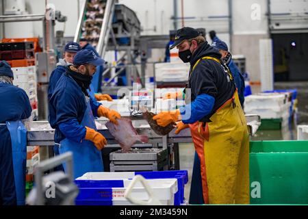 Das Bild zeigt die offene Aufschrei-Fischauktion (Vismijn - Visafslag - Minque) in Zeebrugge, Freitag, den 18. Dezember 2020. Mit dem bevorstehenden Brexit befürchtet der Fischereisektor ein No-Deal, das ernste Folgen hätte. BELGA FOTO KURT DESPLENTER Stockfoto