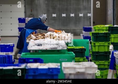 Das Bild zeigt die offene Aufschrei-Fischauktion (Vismijn - Visafslag - Minque) in Zeebrugge, Freitag, den 18. Dezember 2020. Mit dem bevorstehenden Brexit befürchtet der Fischereisektor ein No-Deal, das ernste Folgen hätte. BELGA FOTO KURT DESPLENTER Stockfoto