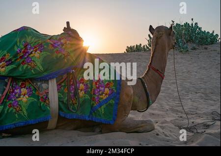 Sonnenaufgang am Horizont der Thar Wüste, Rajasthan, Indien. Dromedar, Dromedar-Kamel, arabisches Kamel oder ein Humpel mit bunten einheimischen Kleidern, Stockfoto