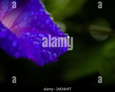 Makroaufnahme eines Ipomoea purpúreas, auch bekannt als Blue Morning Glory, mit Regentropfen Stockfoto