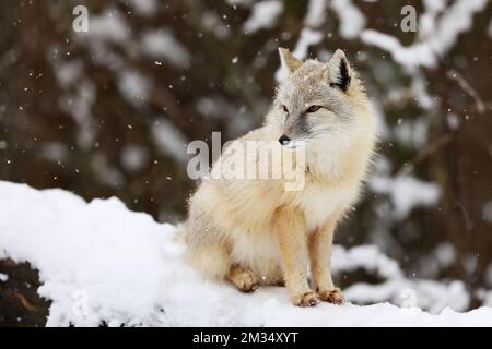 Corsac fox sitzt auf weißen Schnee. Tiere in der Wildnis. Tier mit weichen und warmen Fell. Stockfoto