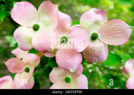 Blühender Hundshund, Cornus x rutgersensis, „Rutgan“, Hundsholz, Pink, Blüte im Frühling Cornus rutgersensis Stockfoto