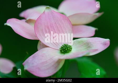 Nahaufnahme, Blume, Blumenhündchen, Cornus „Stellar Pink“ Stockfoto