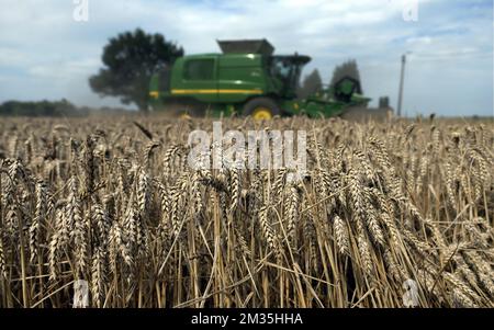 Abbildung Bild zeigt , ein Landwirt Ernte Weizen in Lincent, Donnerstag 12 August 2021. BELGA FOTO ERIC LALMAND Stockfoto