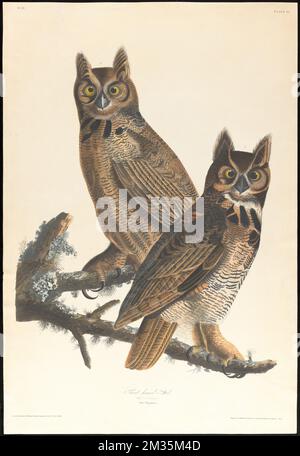 - Männlich, 1. F. Young, 2. Strix virginiana. c.2 v.1 Teller 61 n.2 , Eulen, Grosshorneule. Die Vögel Amerikas - aus Originalzeichnungen von John James Audubon Stockfoto