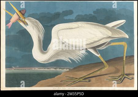 Great white heron : Ardea occidentalis, male adult spring plumage. View Key-west. c.1 v.3 plate 281 , Herons, Fish, Great blue heron. The Birds of America- From Original Drawings by John James Audubon Stockfoto