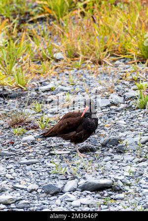 Black Oystercatcher; Haematopus bachmani; am felsigen Strand; Valdez Arm; Prince William Sound; Valdez; Alaska; USA Stockfoto