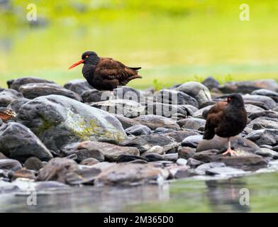 Black Oystercatcher; Haematopus bachmani; am felsigen Strand; Valdez Arm; Prince William Sound; Valdez; Alaska; USA Stockfoto