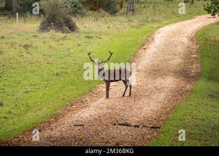 Ein erwachsener männlicher Hirsch, der im Windsor Great Park, Großbritannien, in die Kamera starrt. Stockfoto