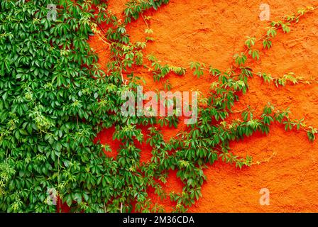 Virginia-Kriecher an der roten Wand. Parthenocissus quinquefolia, auch bekannt als Virginia Creeper, Victoria Creeper, Five-Leaf Efeu oder Five-Finger, ist eine Art Stockfoto