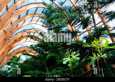 Der Sheffield Winter Garden ist eines der größten Glashäuser mit gemäßigten Temperaturen, die in den letzten hundert Jahren in Großbritannien gebaut wurden, und das größte städtische Glassho Stockfoto