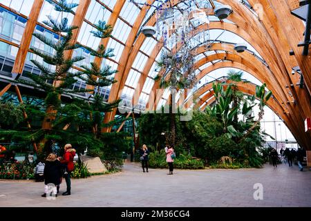 Der Sheffield Winter Garden ist eines der größten Glashäuser mit gemäßigten Temperaturen, die in den letzten hundert Jahren in Großbritannien gebaut wurden, und das größte städtische Glassho Stockfoto